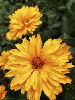 yellow sunflowers in summer