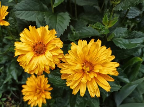 yellow sunflowers in summer