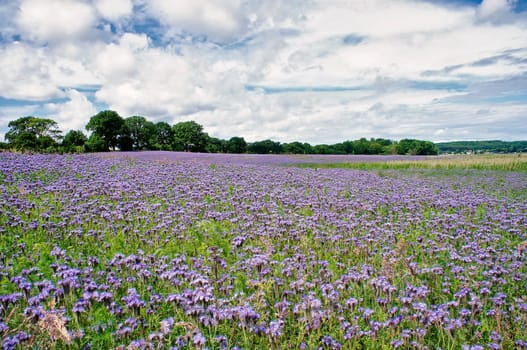 Phacelia field near Moritzdorf, Ruegen island