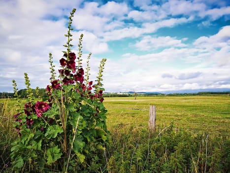 Hollyhocks, Mönchgut, Ruegen Island
