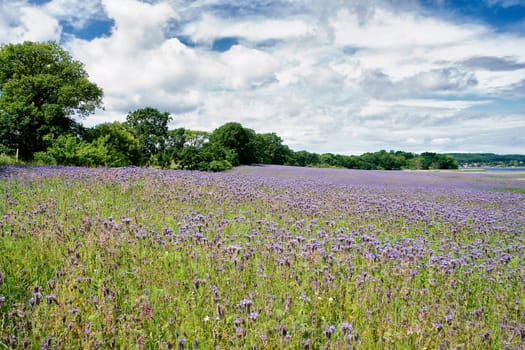 Phacelia field near Moritzdorf, Ruegen island