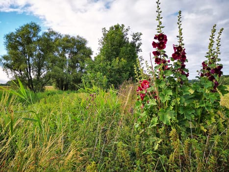 Hollyhocks, Mönchgut, Ruegen Island