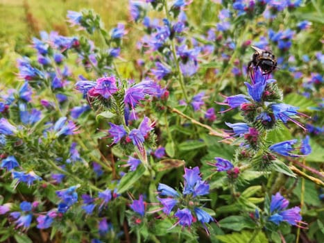 Wegerichblättrige Natternkopf (Echium plantagineum), Insel Rügen