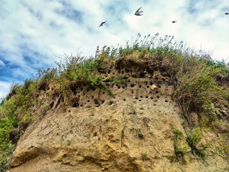 Arctic terns on the Baltic Sea coast, Ruegen island