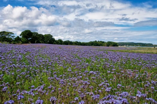 Phacelia field near Moritzdorf, Ruegen island