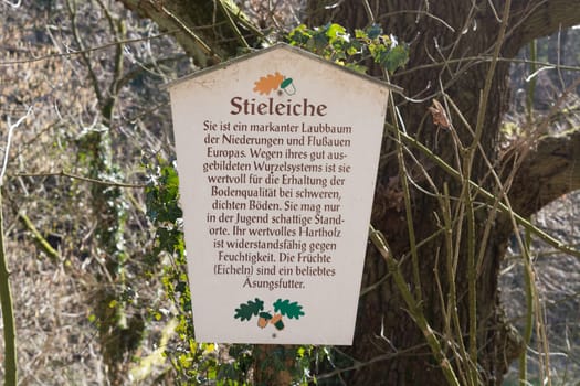 HEILIGENHAUS, NRW, GERMANY - FEBRUARY 24, 2019:.Wooden sign called pedunculate oak and the explanation of the tree on a nature trail for Nutur research.