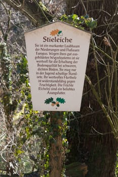 HEILIGENHAUS, NRW, GERMANY - FEBRUARY 24, 2019:.Wooden sign called pedunculate oak and the explanation of the tree on a nature trail for Nutur research.