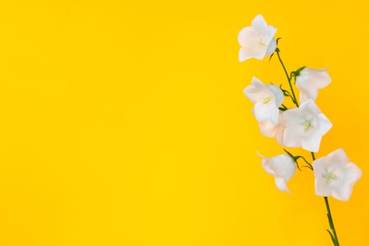 A branch of a white bell on a yellow background, left empty space for insertion