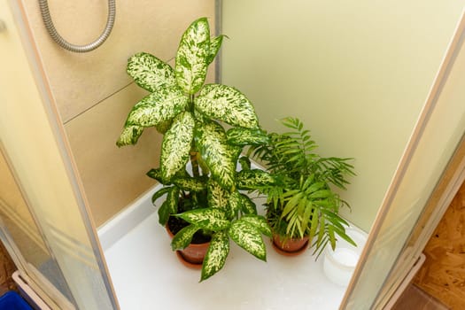Washing the leaves of indoor plants in the shower