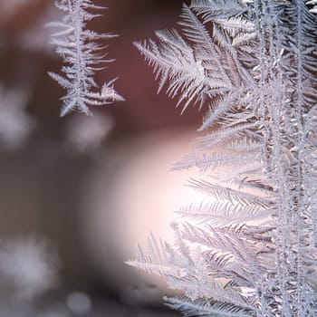 ice flower on a window