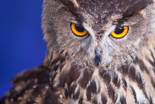 Indian eagle-owl, Bubo bengalensis, also called the rock eagle-owl or Bengal eagle-owl. Isolated over blue background