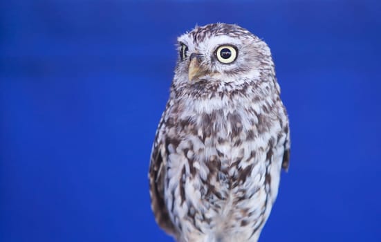The little owl, Athene noctua, also known as the owl of Minerva. Isolated over blue background