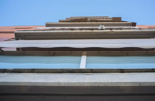 Cat put his head out the balcony at hight partment block. Ground view