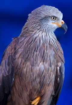 The red kite, Milvus milvus, a medium-large bird of prey in the family Accipitridae. Isolated over blue background