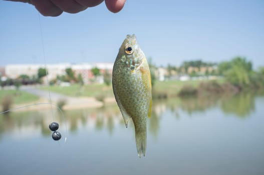 A pumpkinseed sunfish hooked by fisher by his fishing line. Close-up
