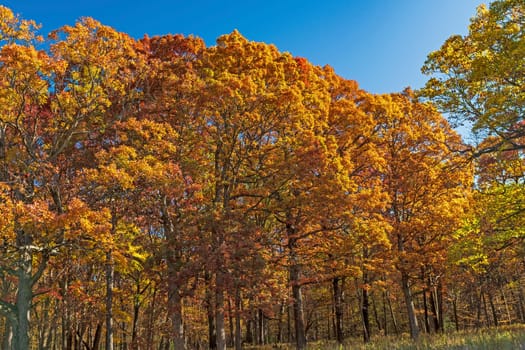 Dramatic Oak Trees in the Fall in Ned Brown Preserve in Illinois
