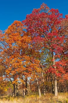 Changing Colors in a Bright Blue Sky in Ned Brown Preserve in Illinois