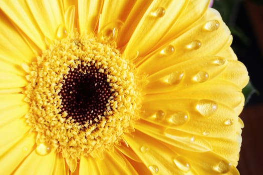 Yellow gerbera flower. Beautiful gerbera blooms. Selective focus.