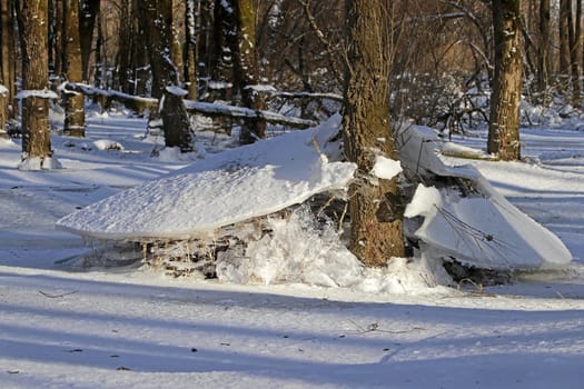 In a flooded forest in winter, ice floes have remained after the water has subsided