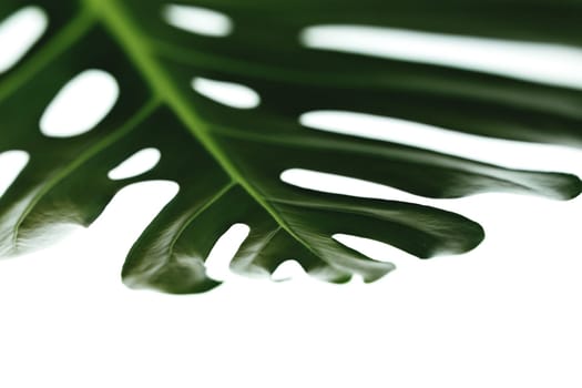 Monstera palm green leaf on white background. High quality photo