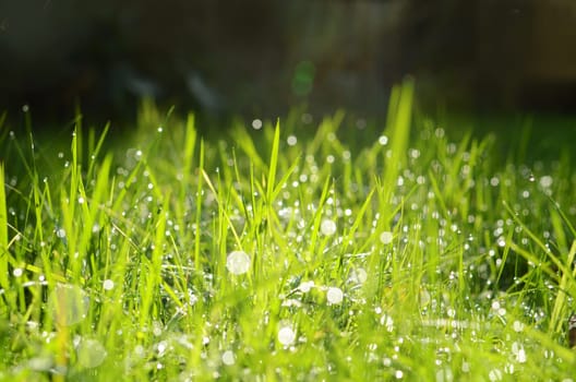 Blades of grass and water drops