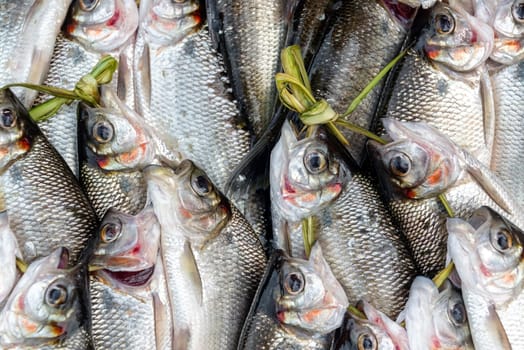 Fresh caught fish in a market in Iquitos, Peru in the Amazon Rainforest