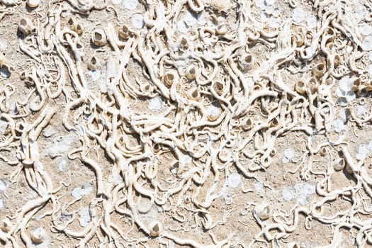 Encrustation of the sea. Texture of old marine life forms
