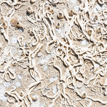 Encrustation of the sea. Texture of old marine life forms