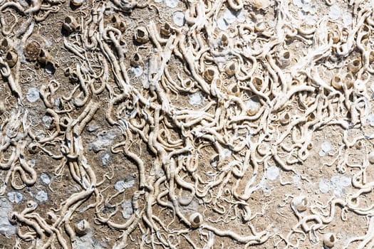 Encrustation of the sea. Texture of old marine life forms