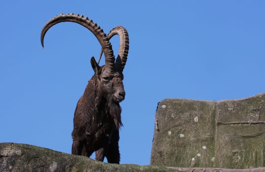 Siberian Capricorn