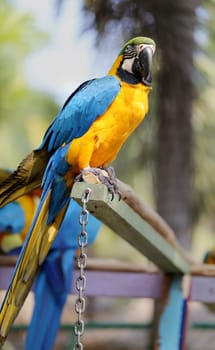 Big beautiful a macaws photographed close up