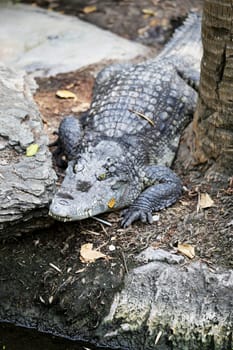 Big crocodile lying on the ground is photographed close-up