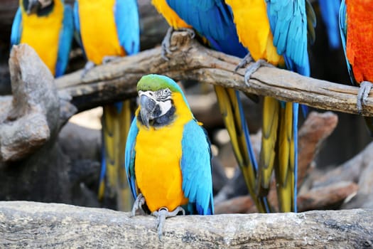 Big beautiful a macaws photographed close up