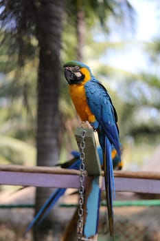 Big beautiful a macaws photographed close up