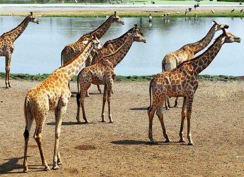 A herd of giraffes in a zoo in Thailand in Bangkok