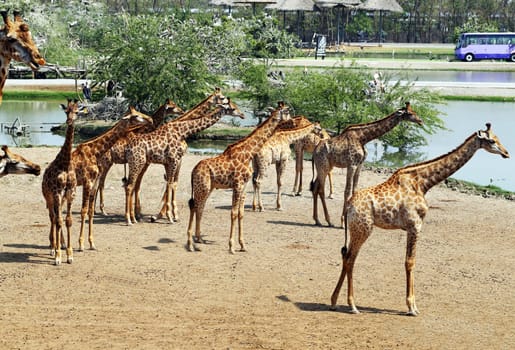 A herd of giraffes in a zoo in Thailand in Bangkok
