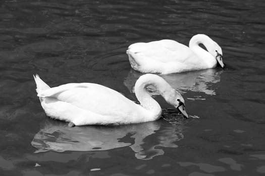 White  a swan is photographed close up