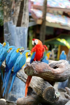 Big beautiful a macaws photographed close up