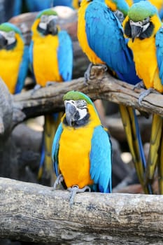 Big beautiful a macaws photographed close up
