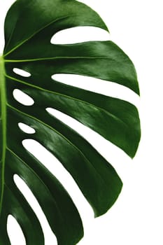 Monstera palm green leaf on white background. High quality photo