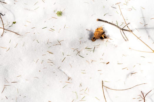Snow-covered white forest floor with pine needles and beechnuts as a background