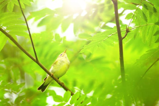early bird among spring greenery in the morning light, new season