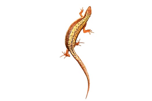 lizard running and bending, isolated on white background, speed