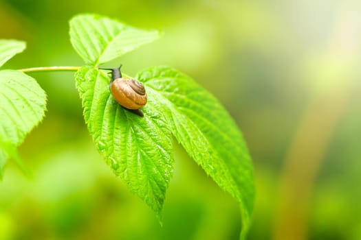 neat snail crawls on a delicate leaf in the morning rays, new season