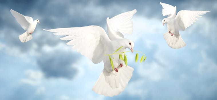 white doves of peace flying against the sky, peace, peace agreements