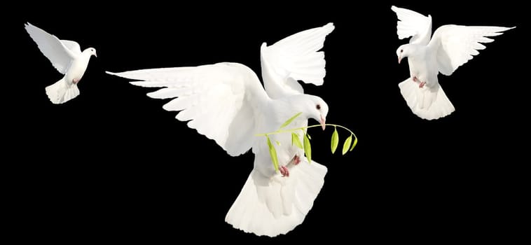white peace doves in flight isolated on black background, peace, peace agreements