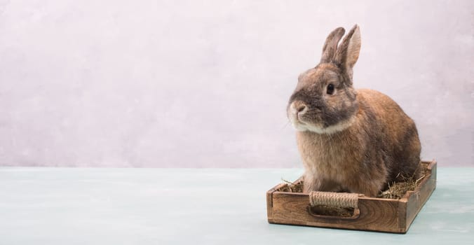 Easter Rabbit sitting in a basket with hay and colored eggs, empty copy spcae for text