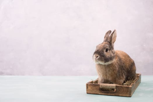 Easter Rabbit sitting in a basket with hay and colored eggs, empty copy spcae for text
