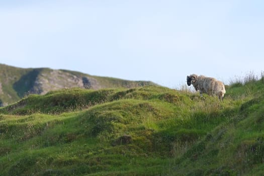 Evening sunlight lights this white sheep with curly horns as it looks left from the top of a grassy hill. copy space and sunny weather over long grass