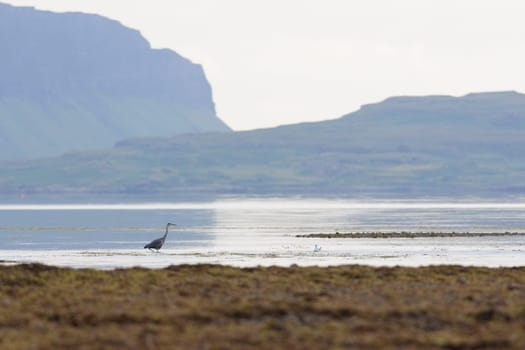 Selective focus telephoto image of a grey heron wading through shallow water at low tide. Isle of mull cliffs in background, blurry seaweed foreground